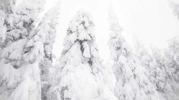 Winterwunderland Schneebedeckte Tannen — Stockvideo