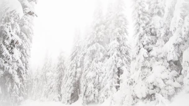 Hiver Pays Des Merveilles Sapins Neigeux — Video