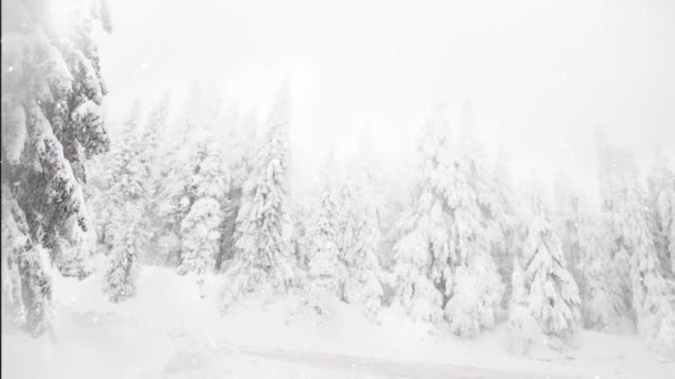 Winterwunderland Schneebedeckte Tannen — Stockvideo