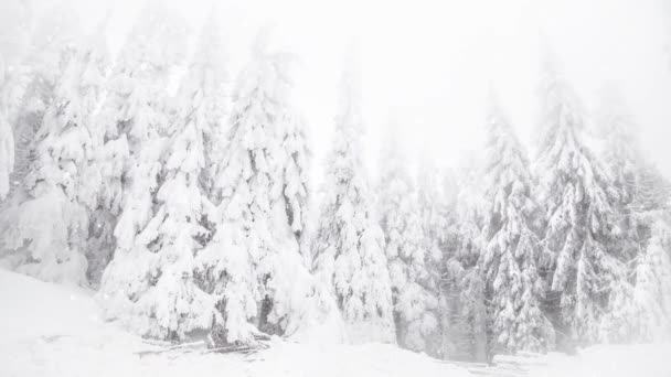Winterwunderland Schneebedeckte Tannen — Stockvideo