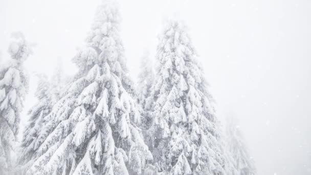 Invierno Maravilla Abetos Nevados — Vídeos de Stock