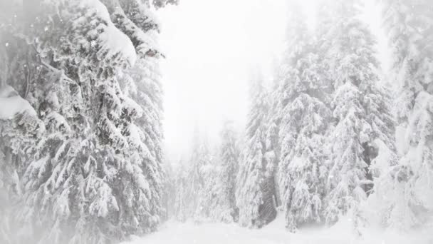 Kış Harikalar Diyarı Karlı Köknar Ağaçları — Stok video