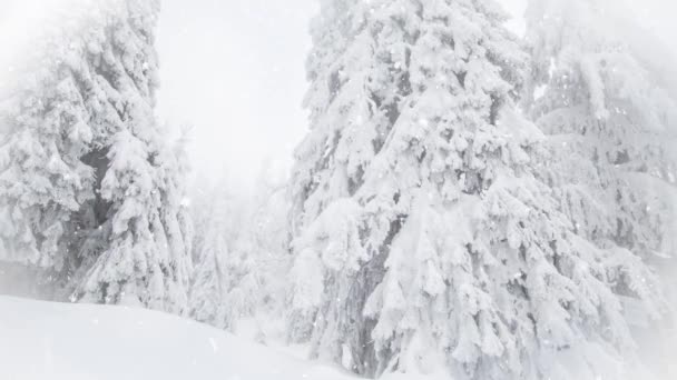 Invierno Maravilla Abetos Nevados — Vídeo de stock