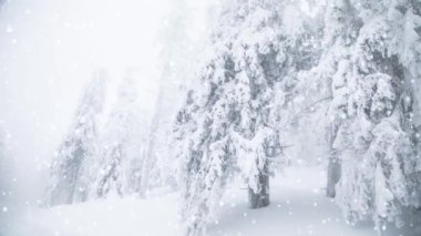Köknar ağaçlarına kar yağıyor. Kış Harikalar Diyarı