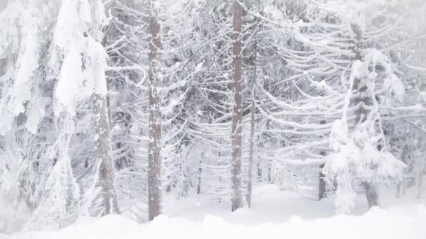 Snöar Granar Vinter Underland Resort — Stockvideo