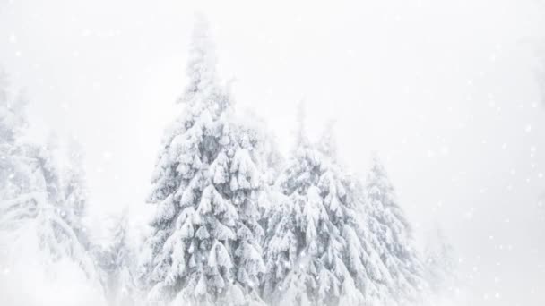 Schnee Auf Tannenbäumen Winterwunderland — Stockvideo