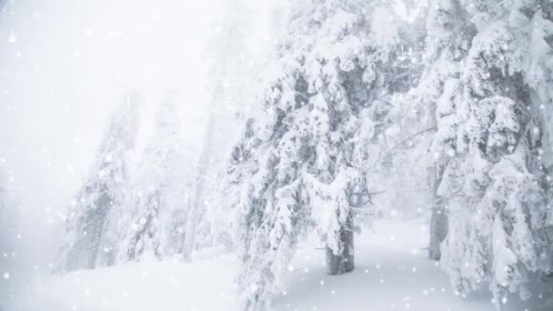 Nieva Sobre Abetos Winter Wonderland Resort — Vídeos de Stock