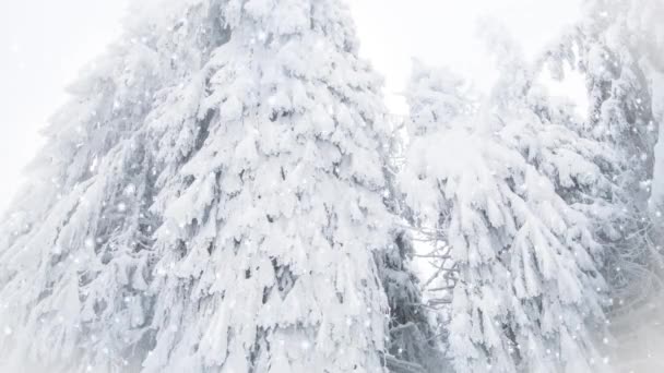 전나무에 내리고 겨울의 휴양지 — 비디오