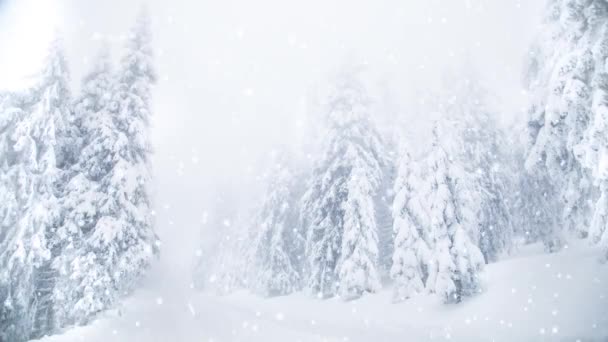 Schnee Auf Tannenbäumen Winterwunderland — Stockvideo