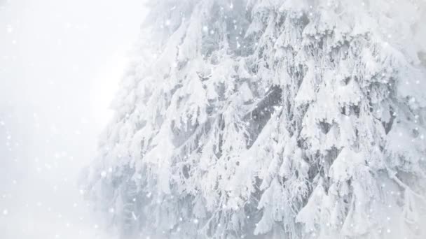 전나무에 내리고 겨울의 휴양지 — 비디오