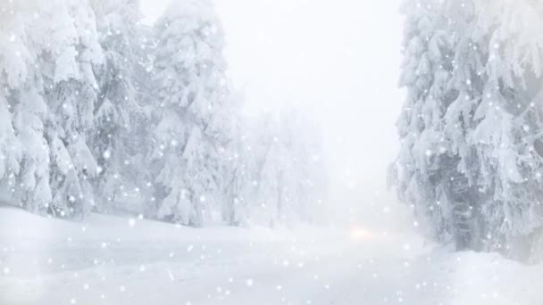 Nieva Sobre Abetos Winter Wonderland Resort — Vídeo de stock