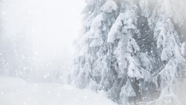 Neige Sur Les Sapins Station Des Merveilles Hiver — Video