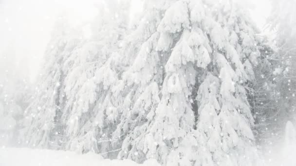 在冷杉树上打喷嚏 冬季仙境度假胜地 — 图库视频影像
