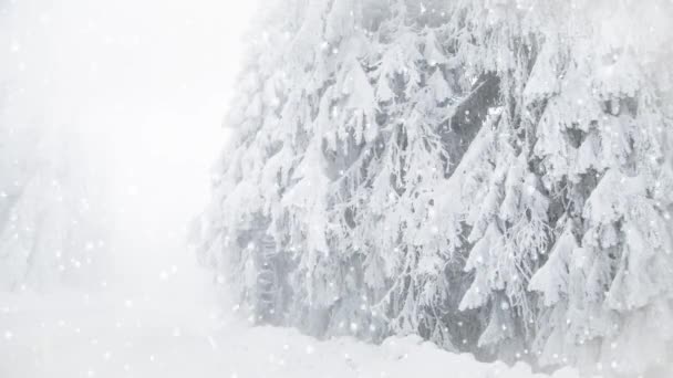 Сніг Ялинках Зимовий Курорт Країна Чудес — стокове відео