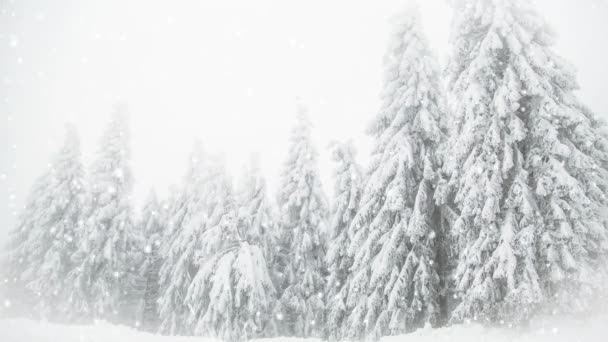 Nieva Sobre Abetos Winter Wonderland Resort — Vídeos de Stock