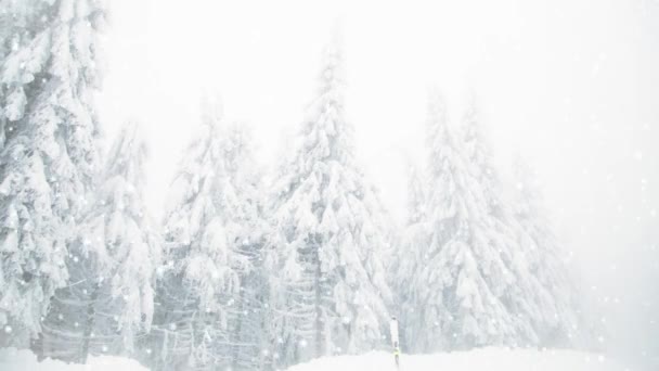 Köknar Ağaçlarına Kar Yağıyor Kış Harikalar Diyarı — Stok video