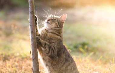 Sonbahar tarlasında kedi  