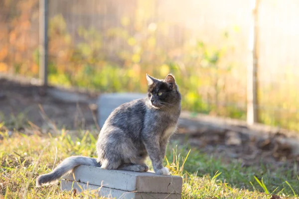 Кіт Осінньому Полі — стокове фото