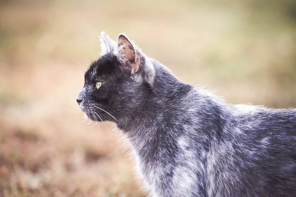 Katze Herbstfeld — Stockfoto