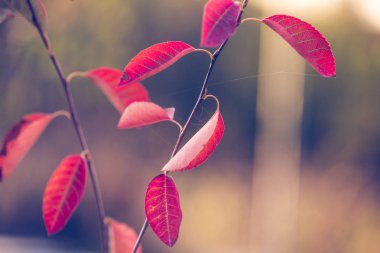 Sonbahar ılık renkleri arkaplanı terk eder 
