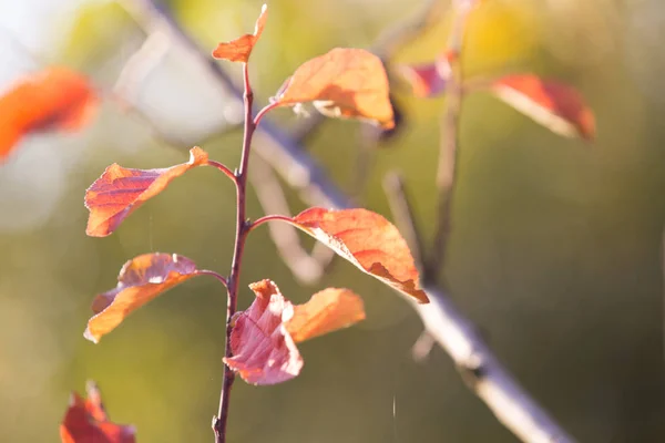 Autumn warm colors leaves background