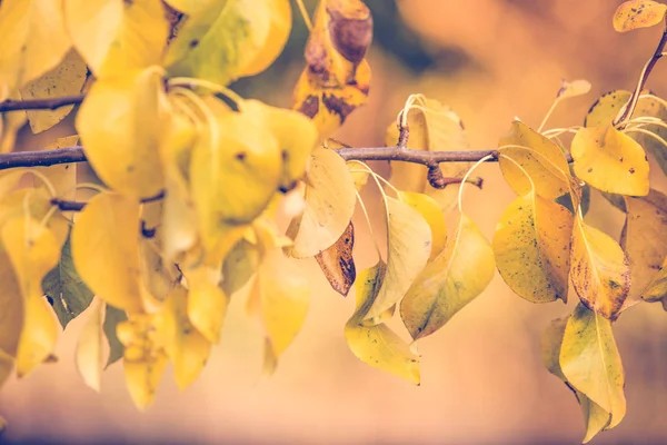 Herfst Warme Kleuren Bladeren Achtergrond — Stockfoto