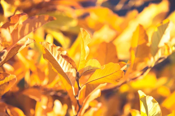 가을의 색깔은 배경을 남긴다 — 스톡 사진