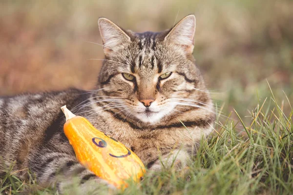 Kedi ve Cadılar Bayramı balkabağı çimlerde