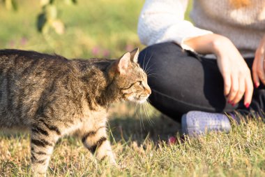 Sonbahar bahçesinde tekir kedi 