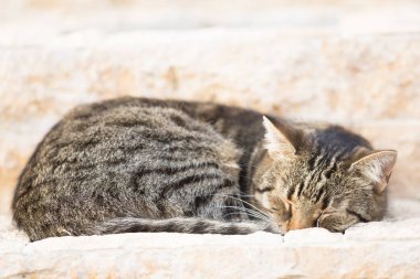 Sonbahar bahçesinde tekir kedi 