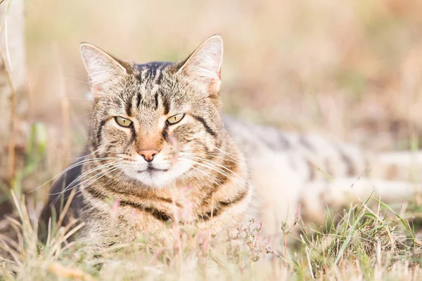 Tabby Katze Herbstlichen Garten — Stockfoto