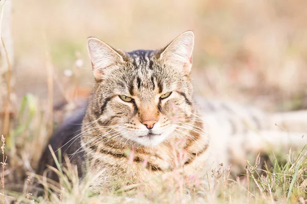 Tabby Katze Herbstlichen Garten — Stockfoto