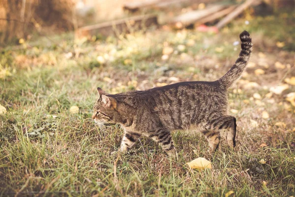 Кіт Таббі Осінньому Саду — стокове фото