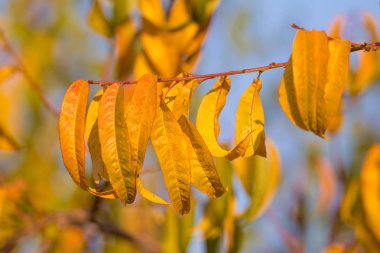 Sonbahar sarı yaprakları sıcak arkaplan 