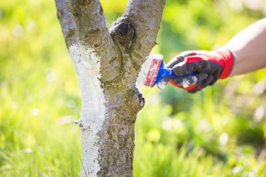Beyazlatıcı ağaçlar bahar bahçesi işi