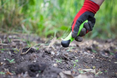 Bahçeye tohum ekiyorum.