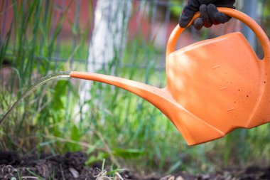 Bahçeye tohum ekiyorum.