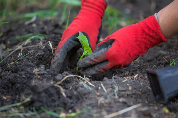 Bahçeye tohum ekiyorum.