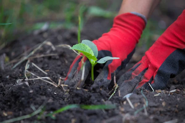 Bahçeye tohum ekiyorum.