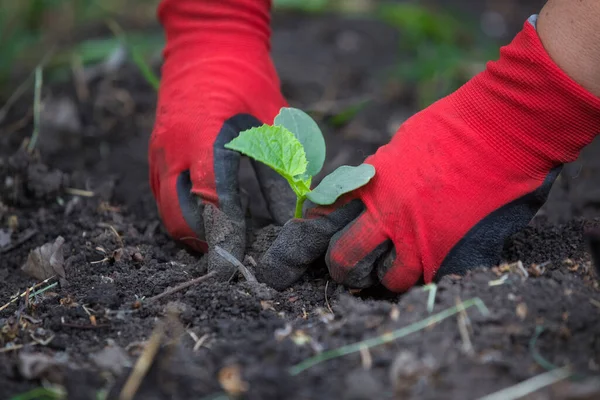 Plantar Una Plántula Jardín — Foto de Stock