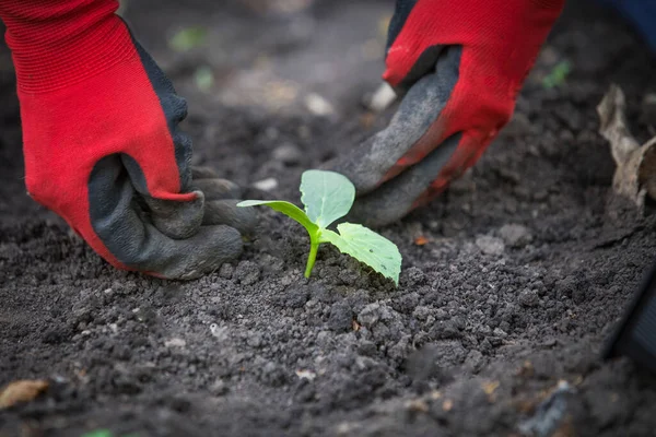 Plantar Una Plántula Jardín — Foto de Stock