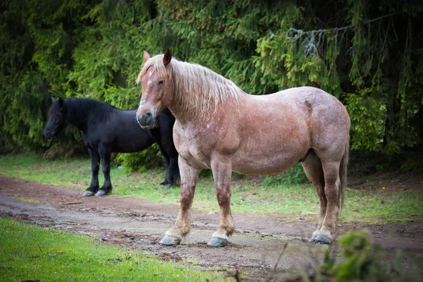山を自由に走る野生の馬 — ストック写真