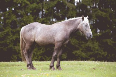 Dağlarda özgürce koşan vahşi atlar