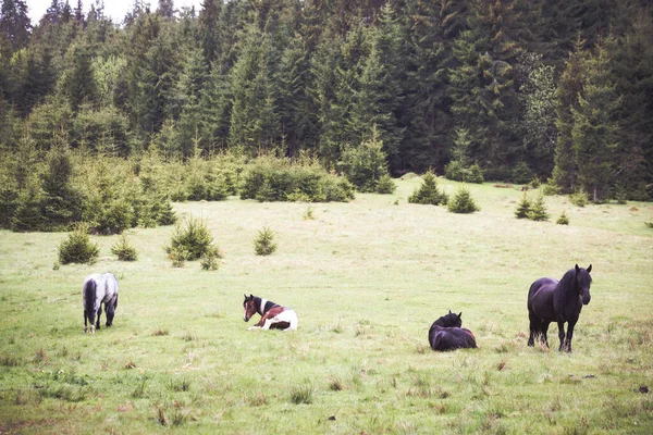 Wildpferde Rennen Frei Den Bergen — Stockfoto
