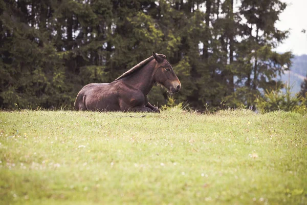 山を自由に走る野生の馬 — ストック写真