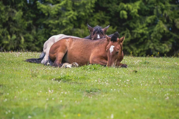 山を自由に走る野生の馬 — ストック写真