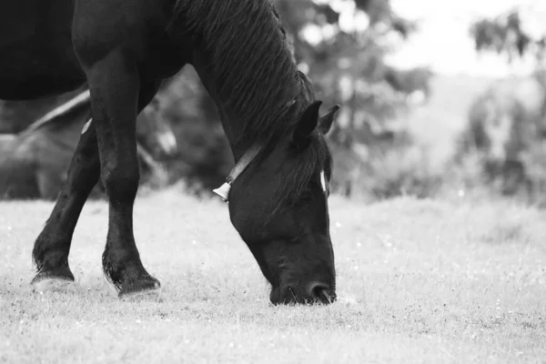 Cavalli Selvatici Che Corrono Liberi Montagna — Foto Stock