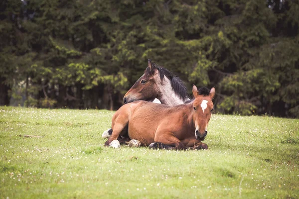 Wildpferde Rennen Frei Den Bergen — Stockfoto