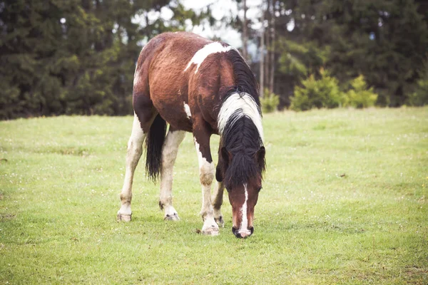 Wild Horses Running Free Mountains — Stock Photo, Image