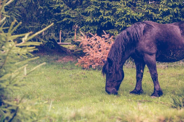 山を自由に走る野生の馬 — ストック写真